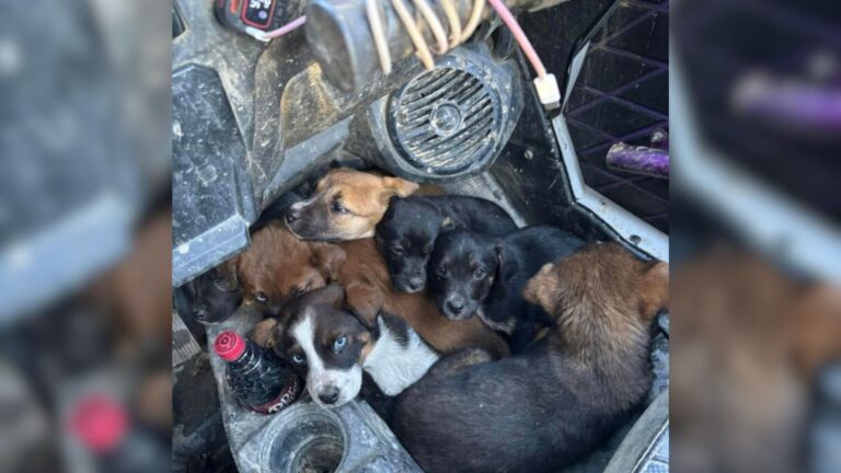 rescued puppies in the car