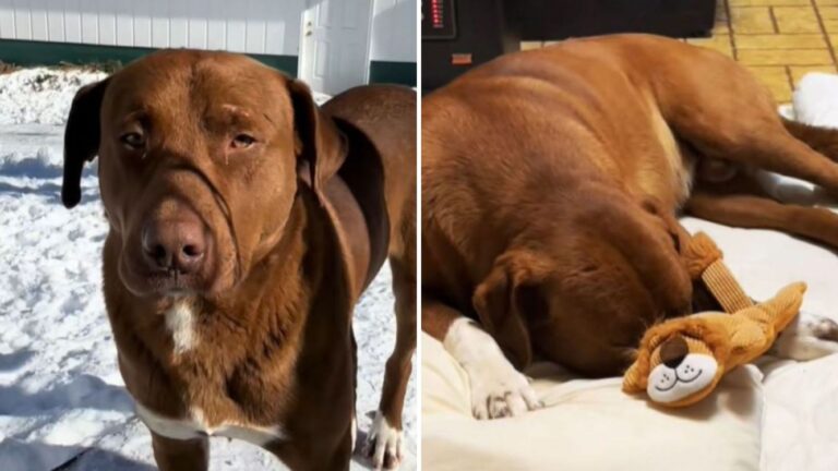 Kentucky Family Brought A Freezing Pup In For A Night