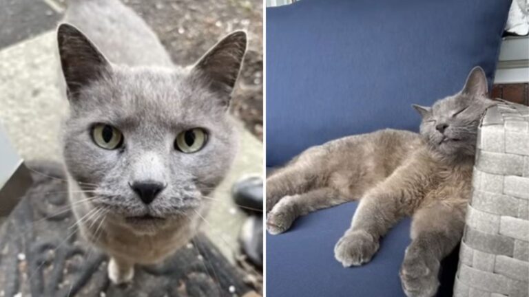 Neighbor Shoots Their Beloved Cat Over Something Absurd