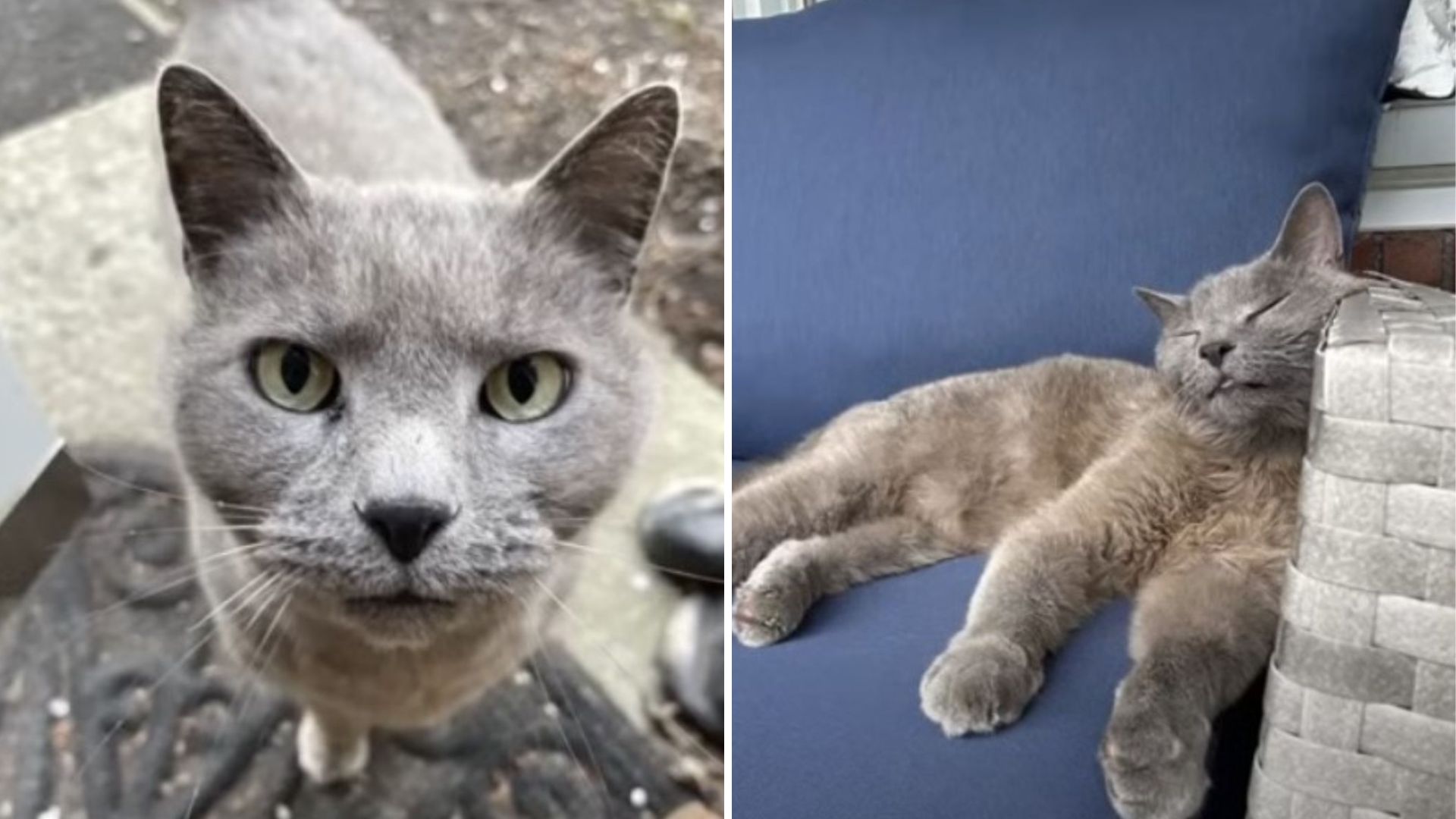 Neighbor Shoots Their Beloved Cat Over Something Absurd