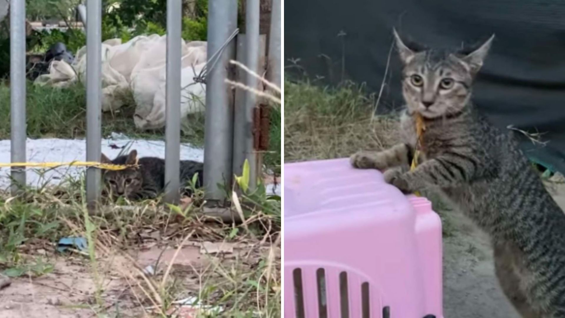 cat abandoned by drunk owner