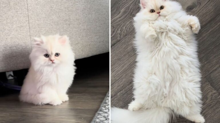 kitten turns into fluffy cloud with paws
