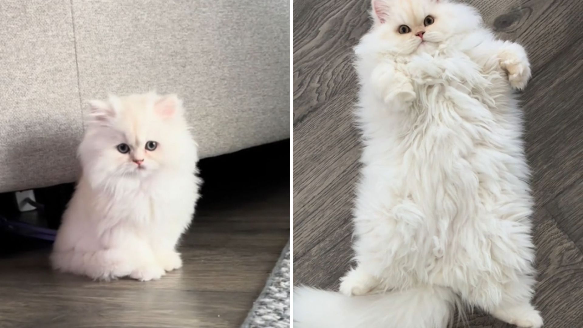 kitten turns into fluffy cloud with paws