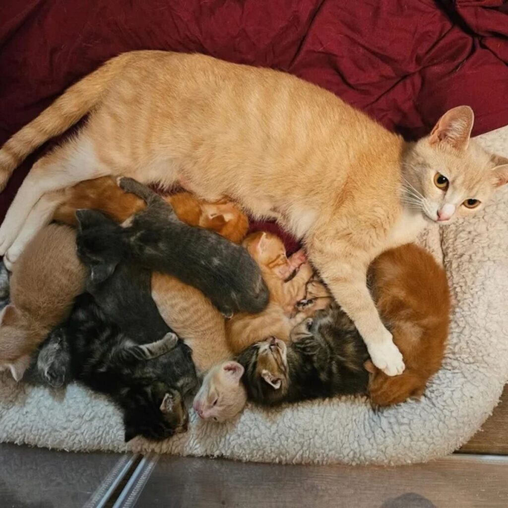 Kittens lie next to mother cat