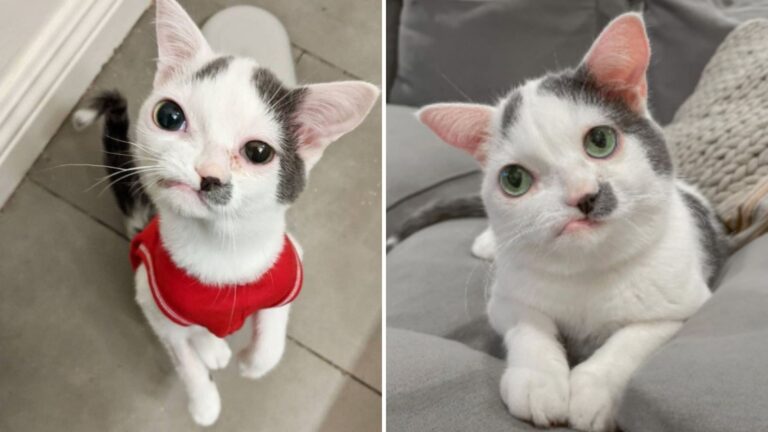 kitten with crooked lips