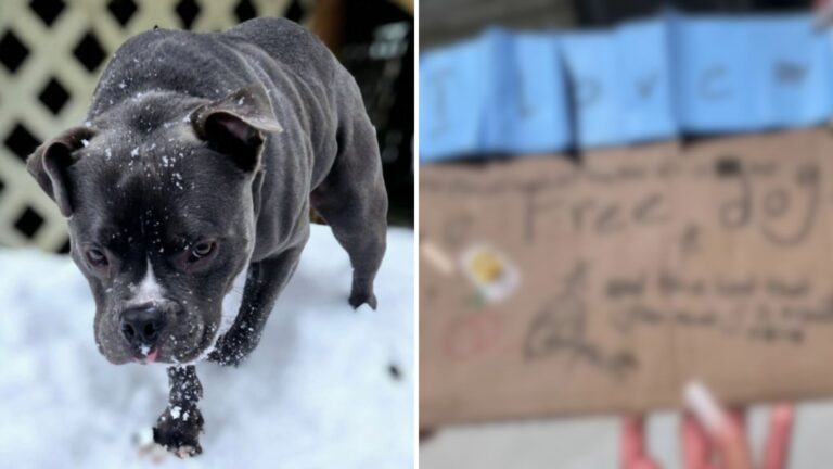 LA Shelter Staff Heartbroken After Finding Dog