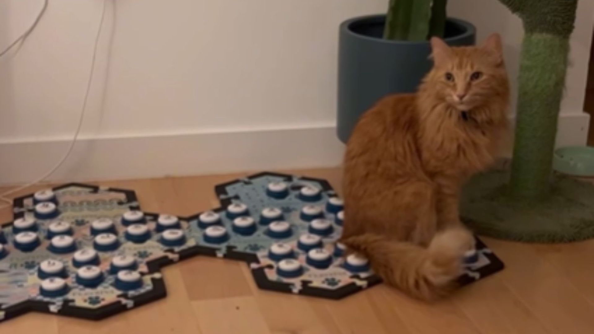 Cat Sends A Chilling Warning Through Speech Buttons