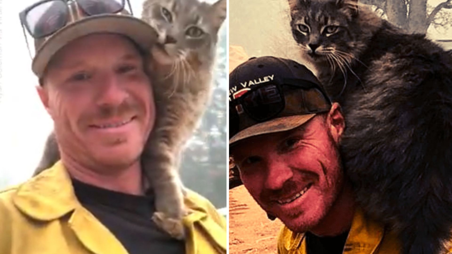 feline grateful to firefighter who saved his life