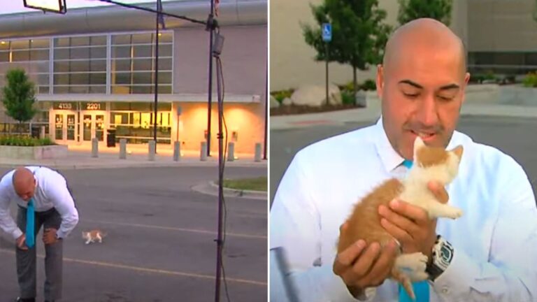 rescued little kitten