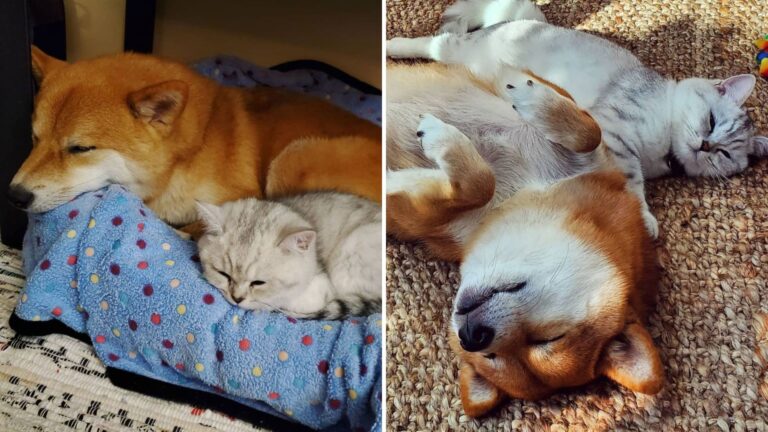 sultan the cat befriends lonely dog