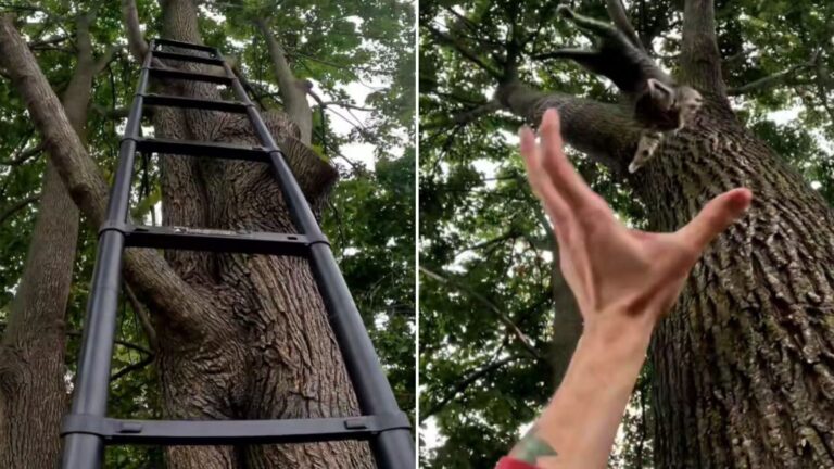 man rescues kitten from tree