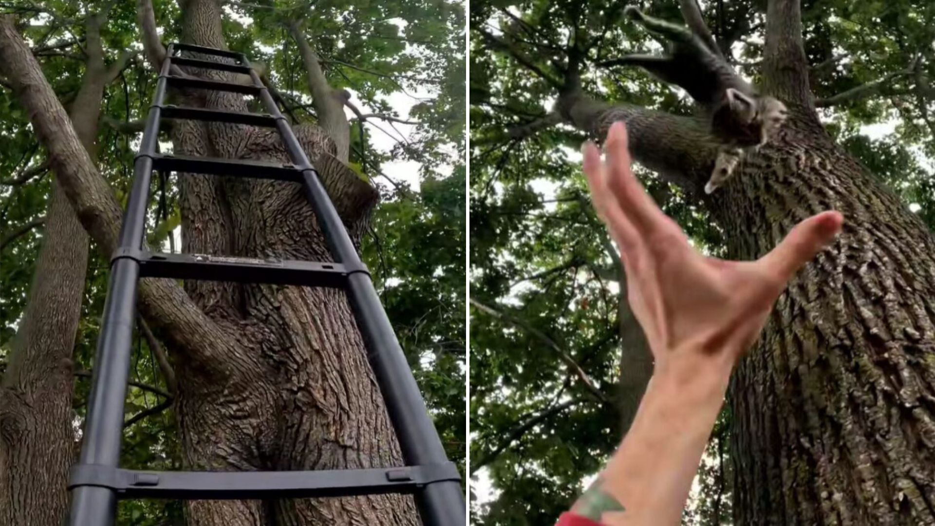 man rescues kitten from tree