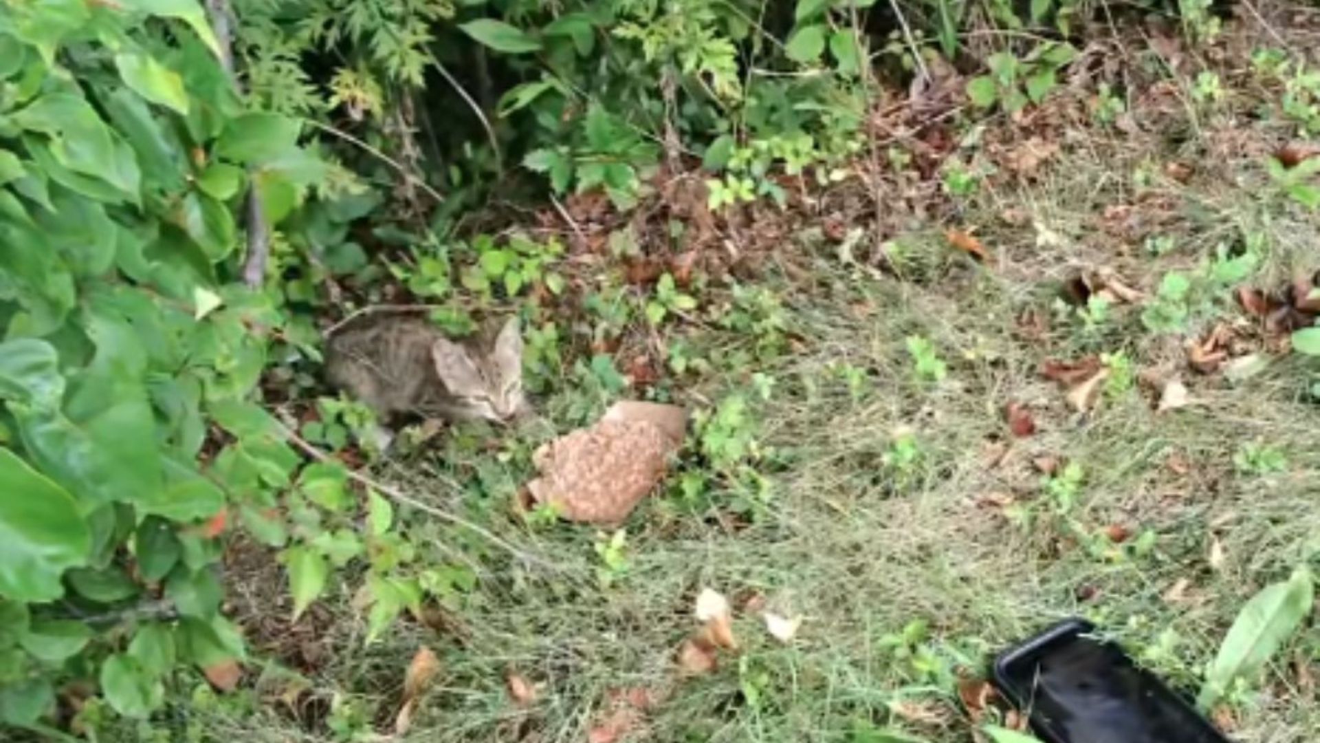 kitten screaming near ny highway