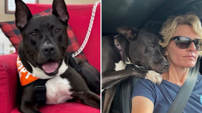 Los Angeles Shelter Pup Comforts Rescuer