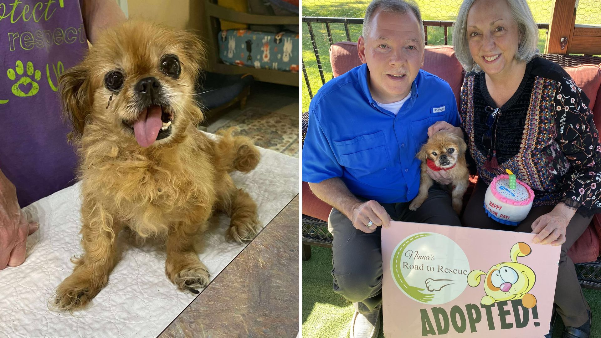 senior dog heartbroken