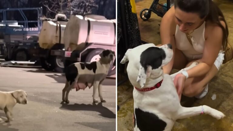 woman saves freezing mama dog and puppy