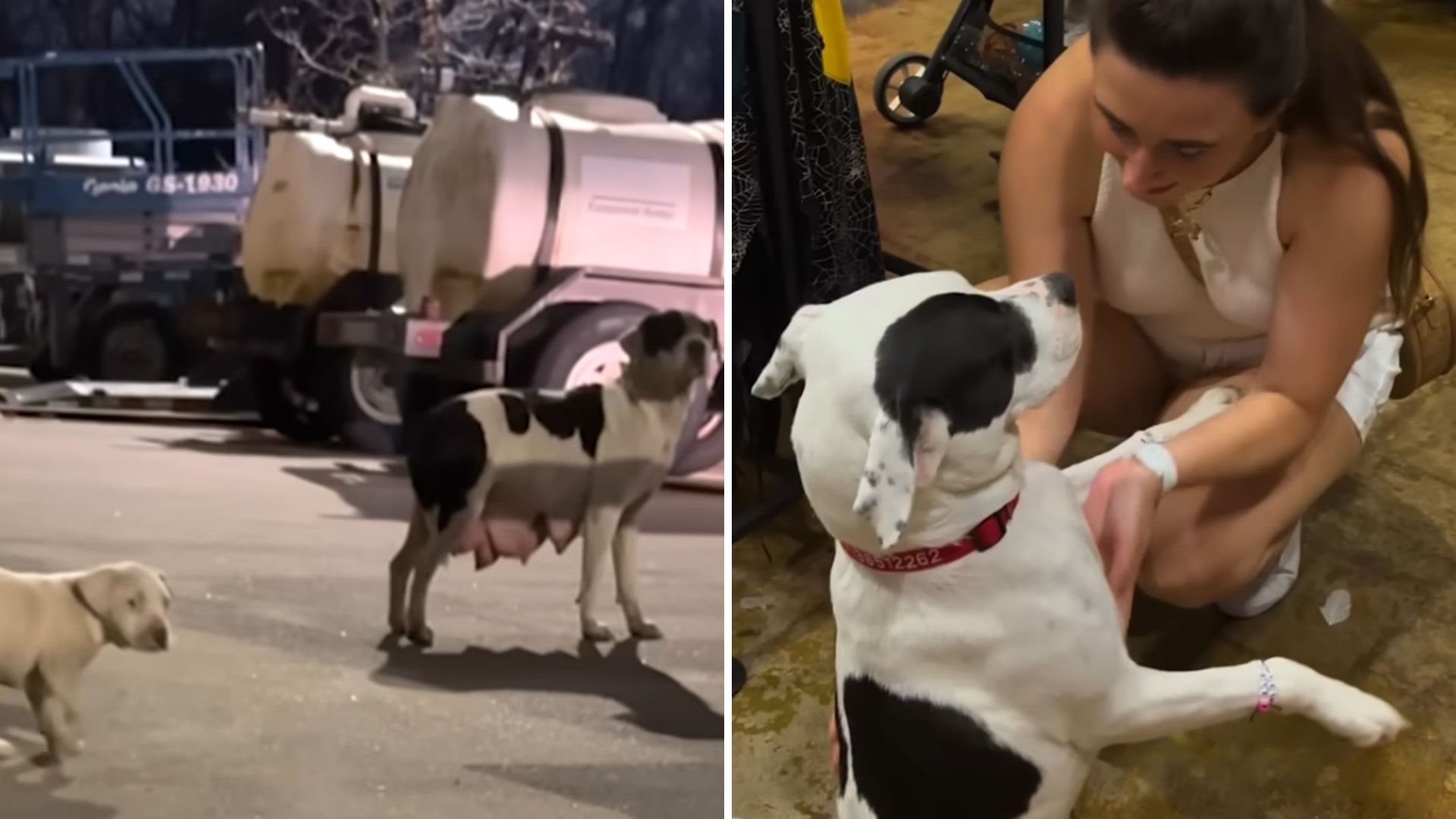 Mama Dog Found With Puppy In Cold Houston