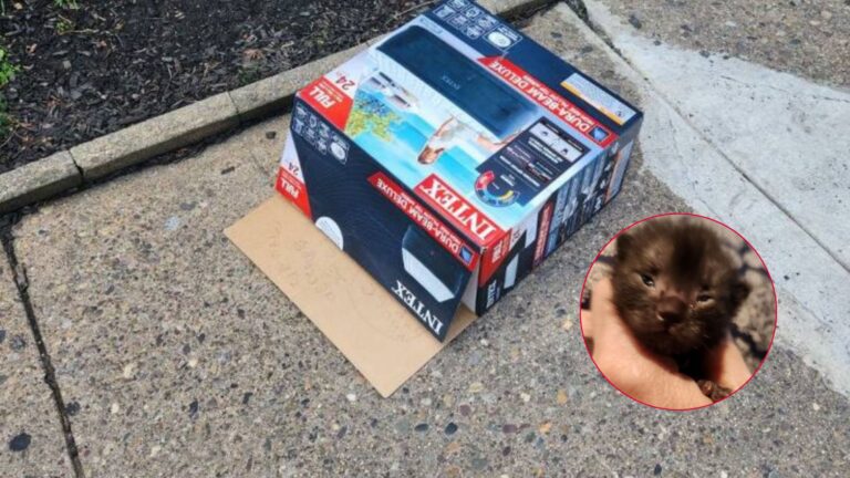 man finds crying creature in box on sidewalk