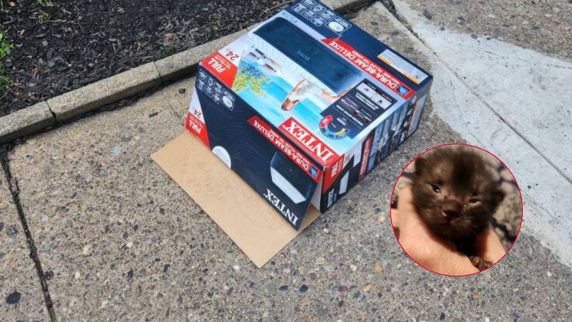 man finds crying creature in box on sidewalk