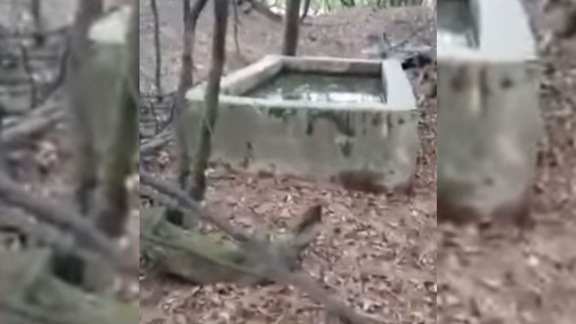 Man Hears Screams From Old Well In Georgia Woods