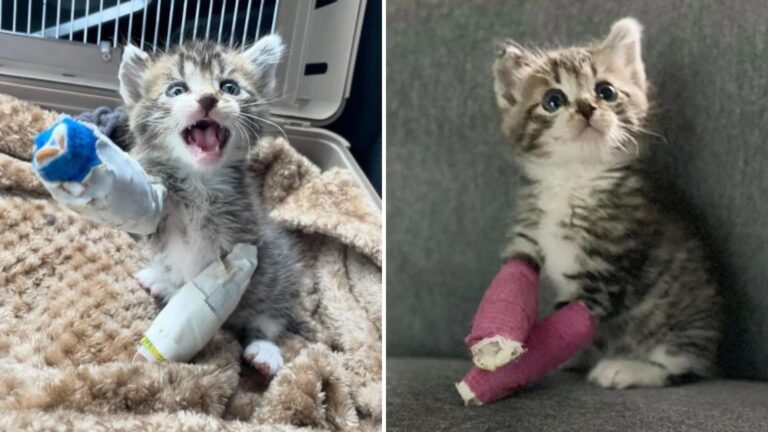 kitten almost loses life in lawnmower accident