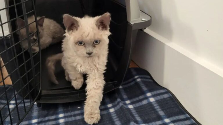 selkirk rex kittens at shelter