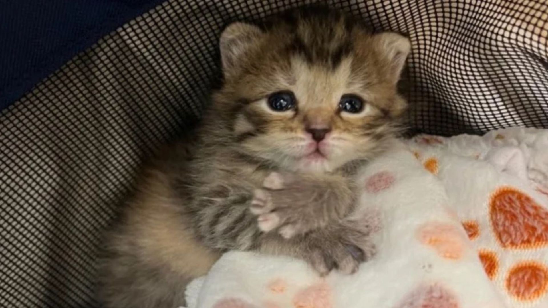 onion the kitten gets miraculous transformation