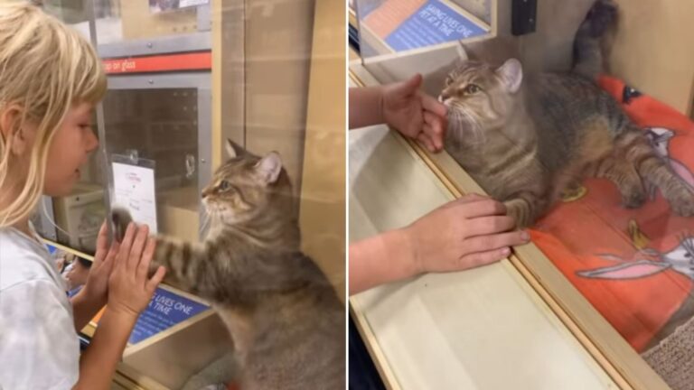 cat locked in a glass cage