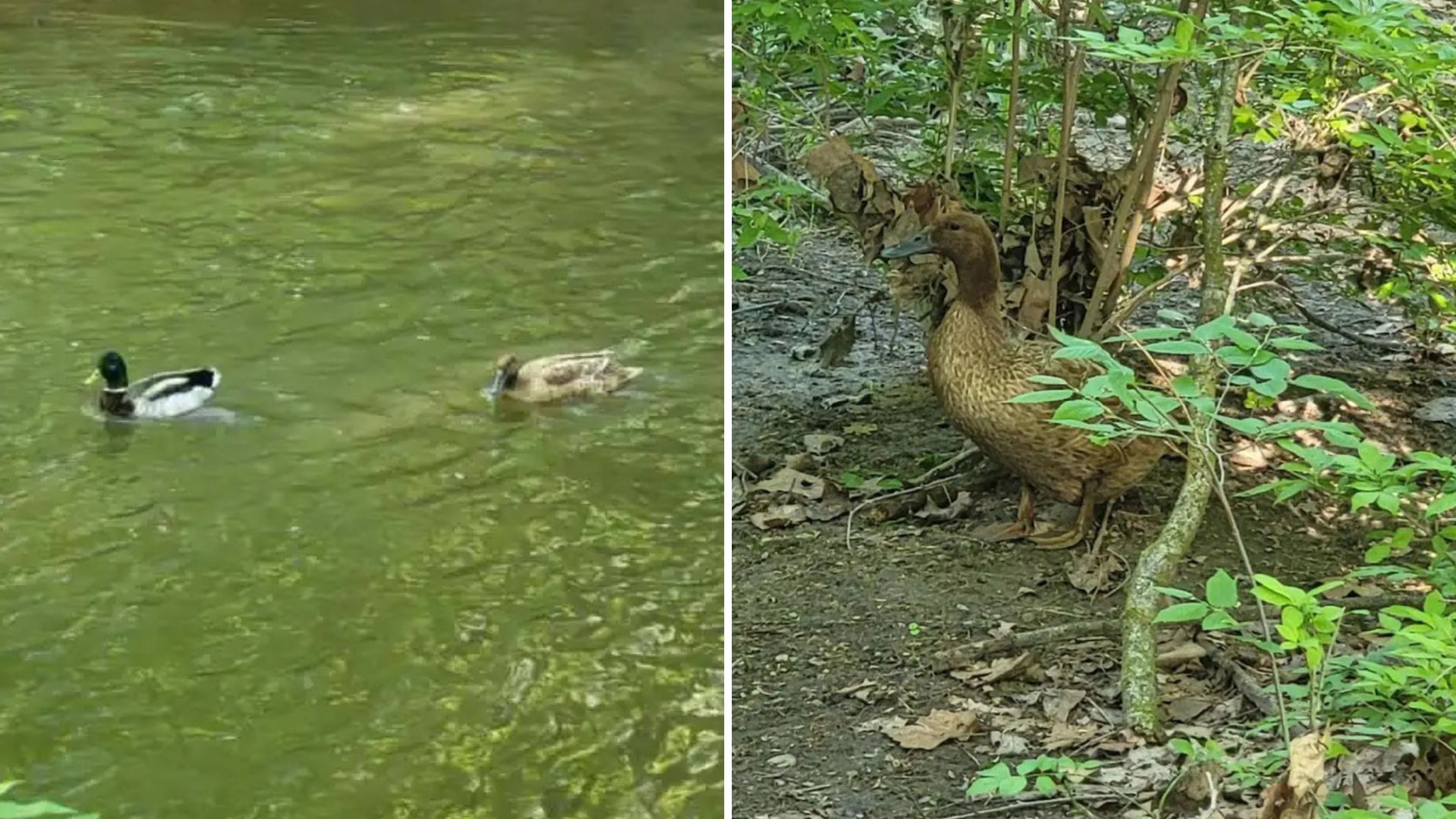two ducks swimming