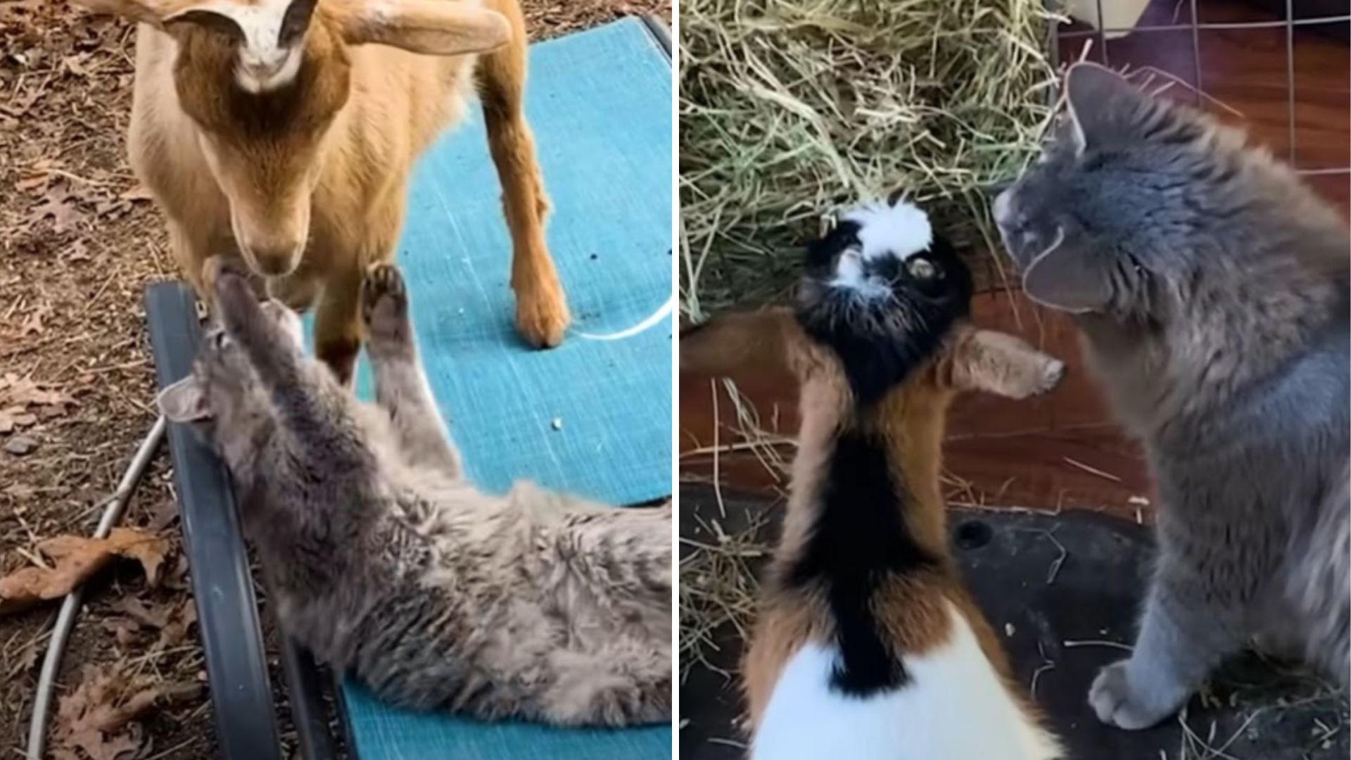 cat goats