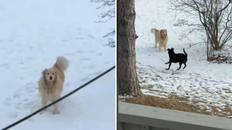 Michigan Woman Hears Barking Outside Her Home