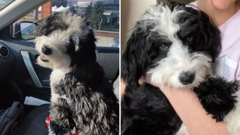 Michigan Woman Takes Her Dog To Daycare For Socialization