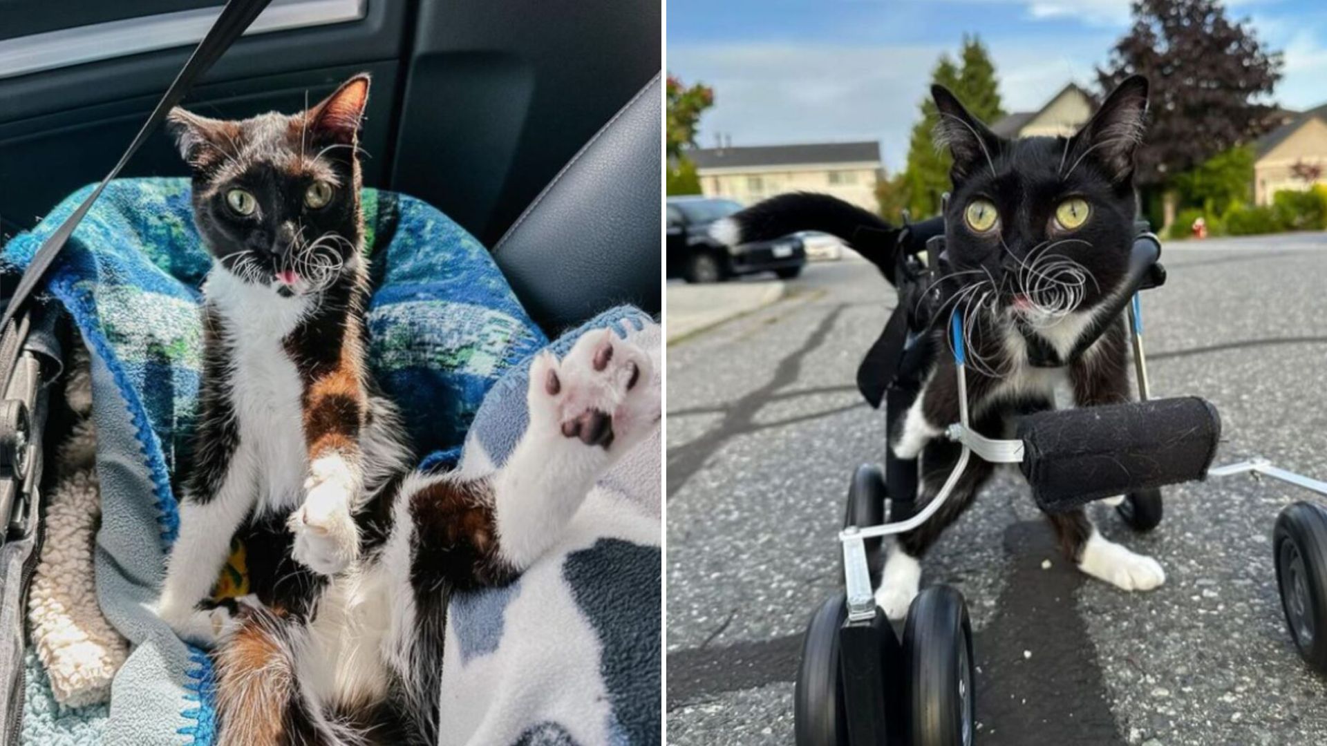 disabled cat snapple