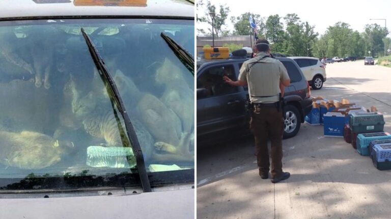 rescue team saves over forty cats in sweltering car