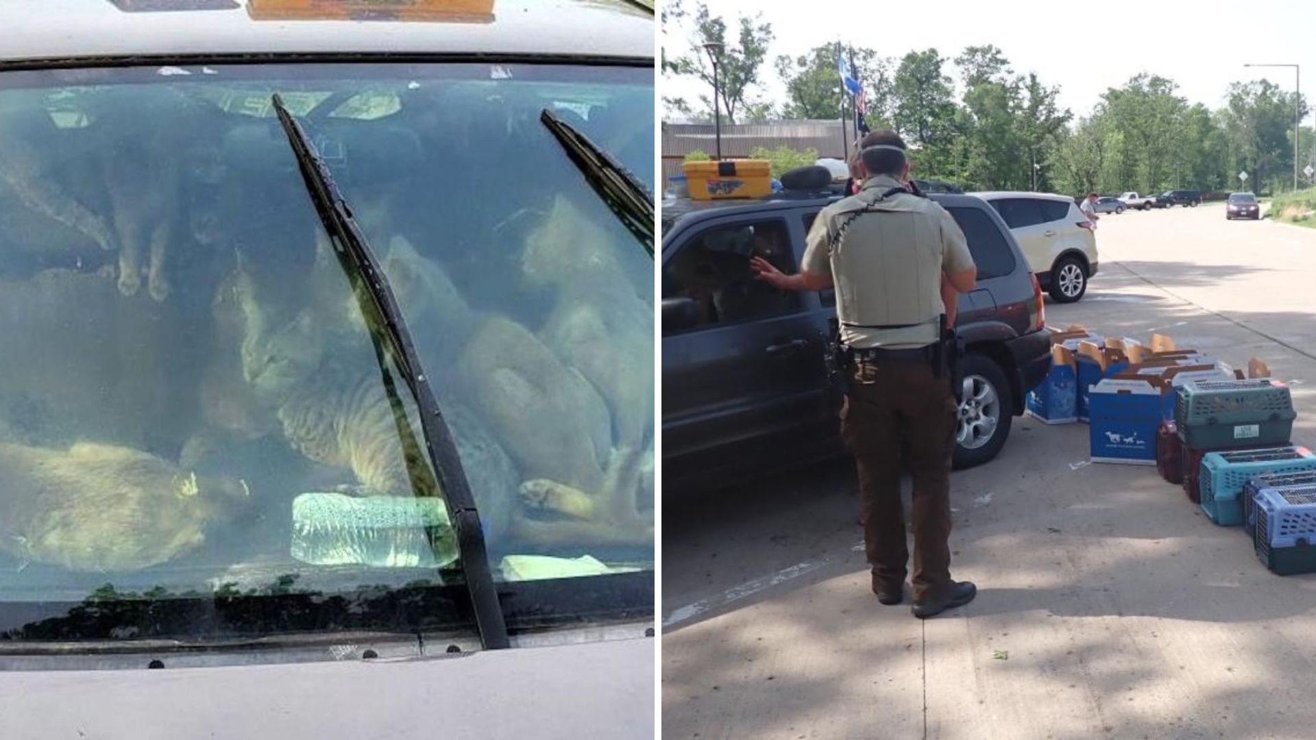 rescue team saves over forty cats in sweltering car