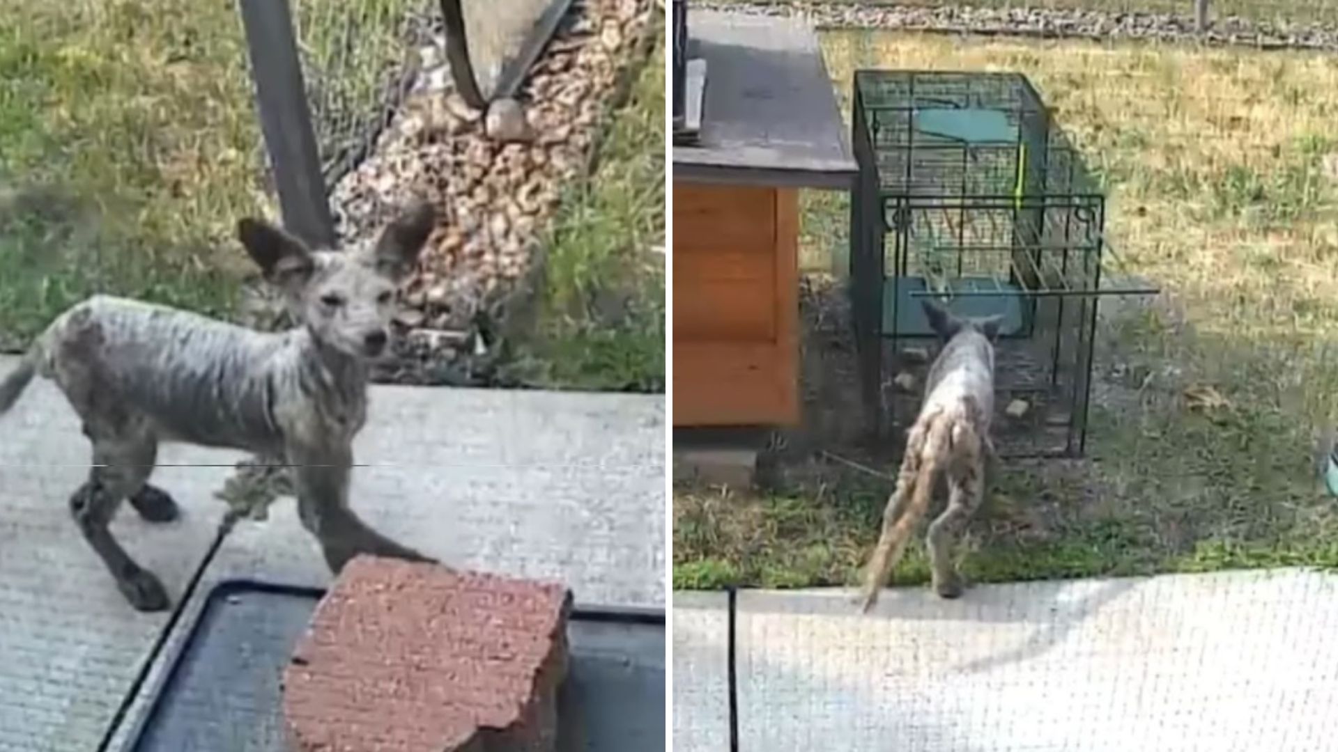 The red fox enters the yard