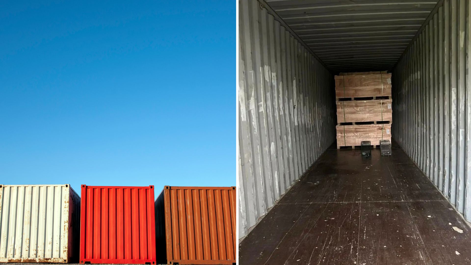 cat locked in shipping container