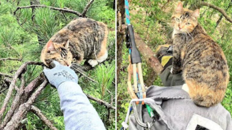 rescuing a cat from a tree