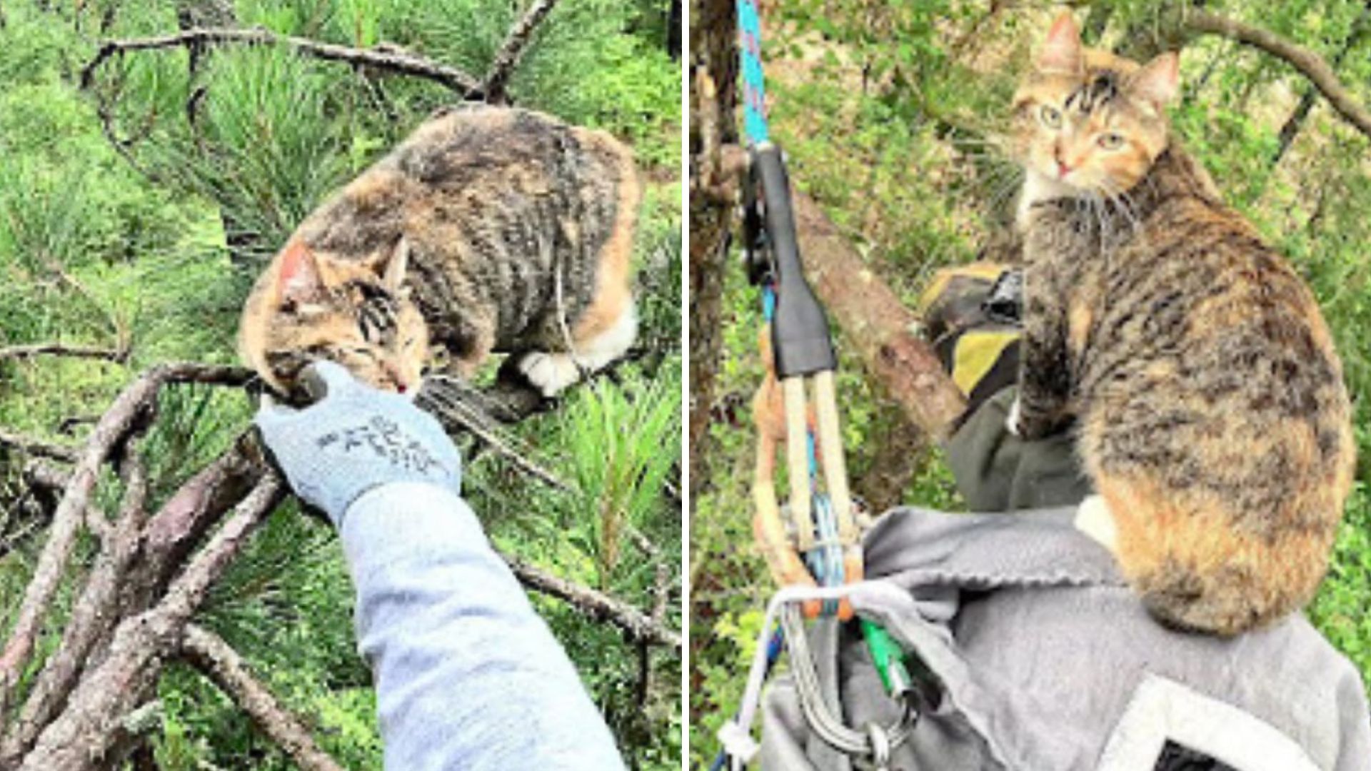 rescuing a cat from a tree