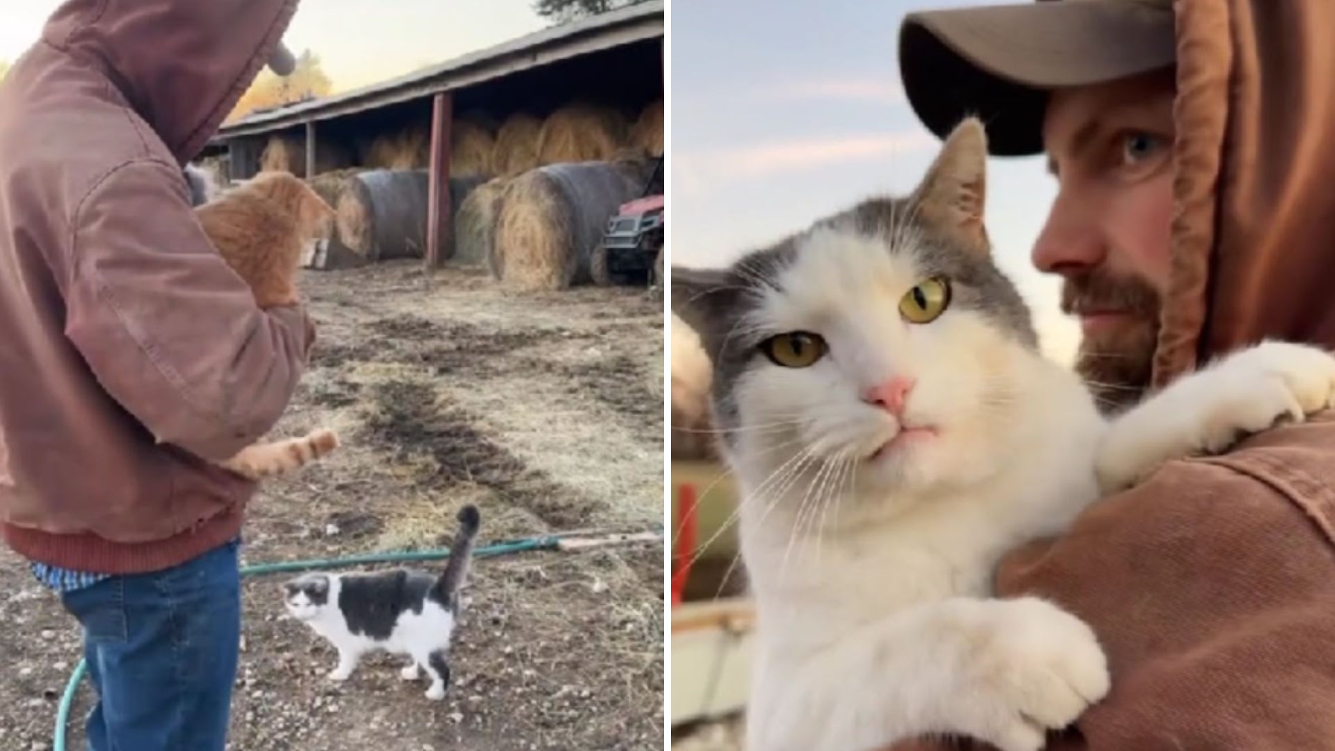 jealous farm cat