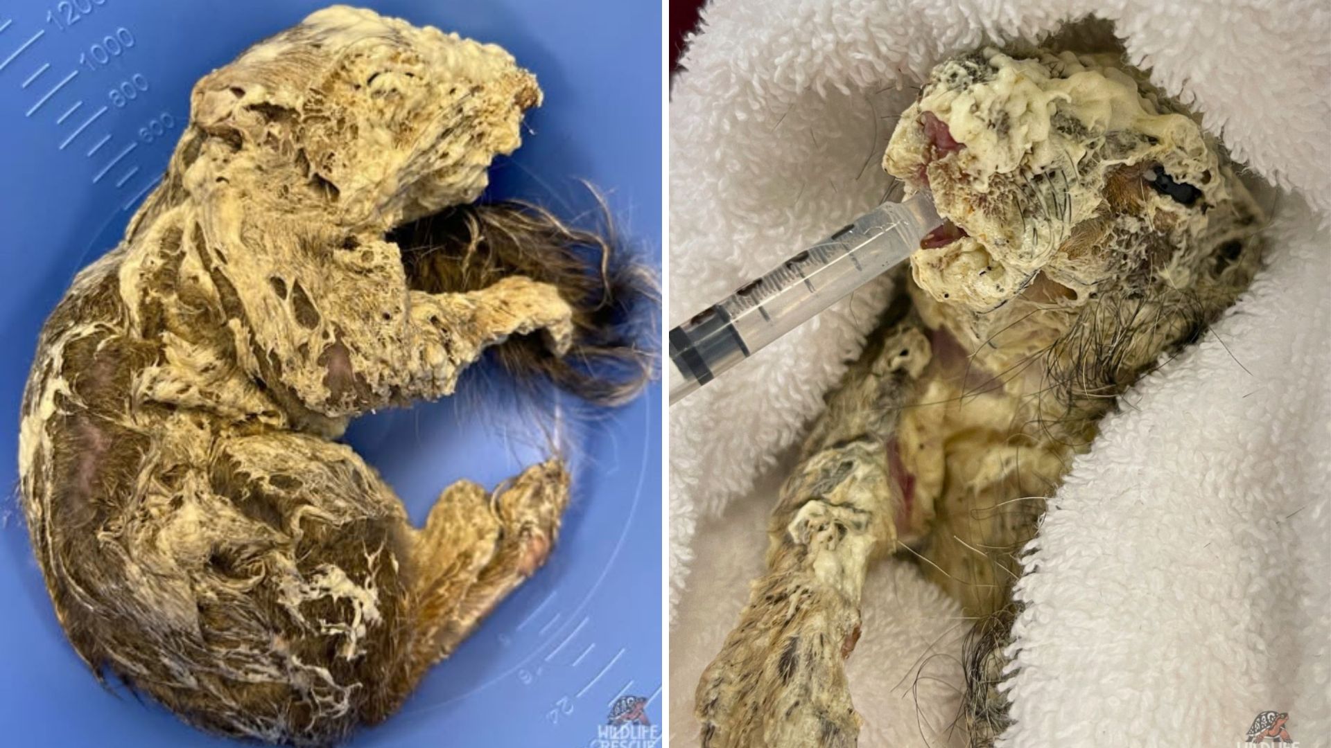 Tiny Creature Covered In Insulation Foam