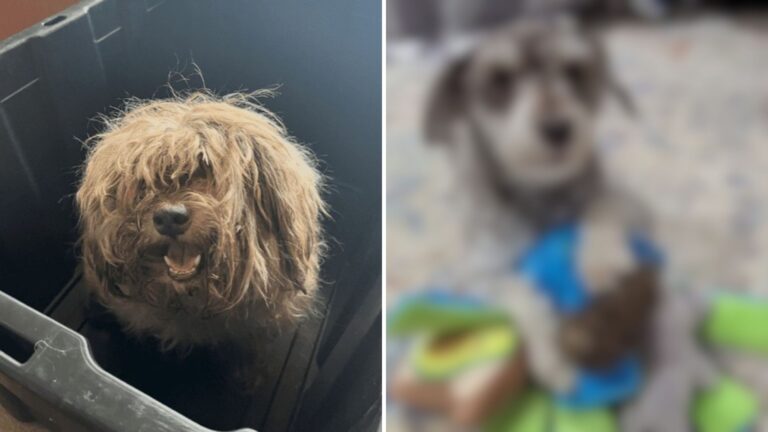badly matted dog shocks rescuers