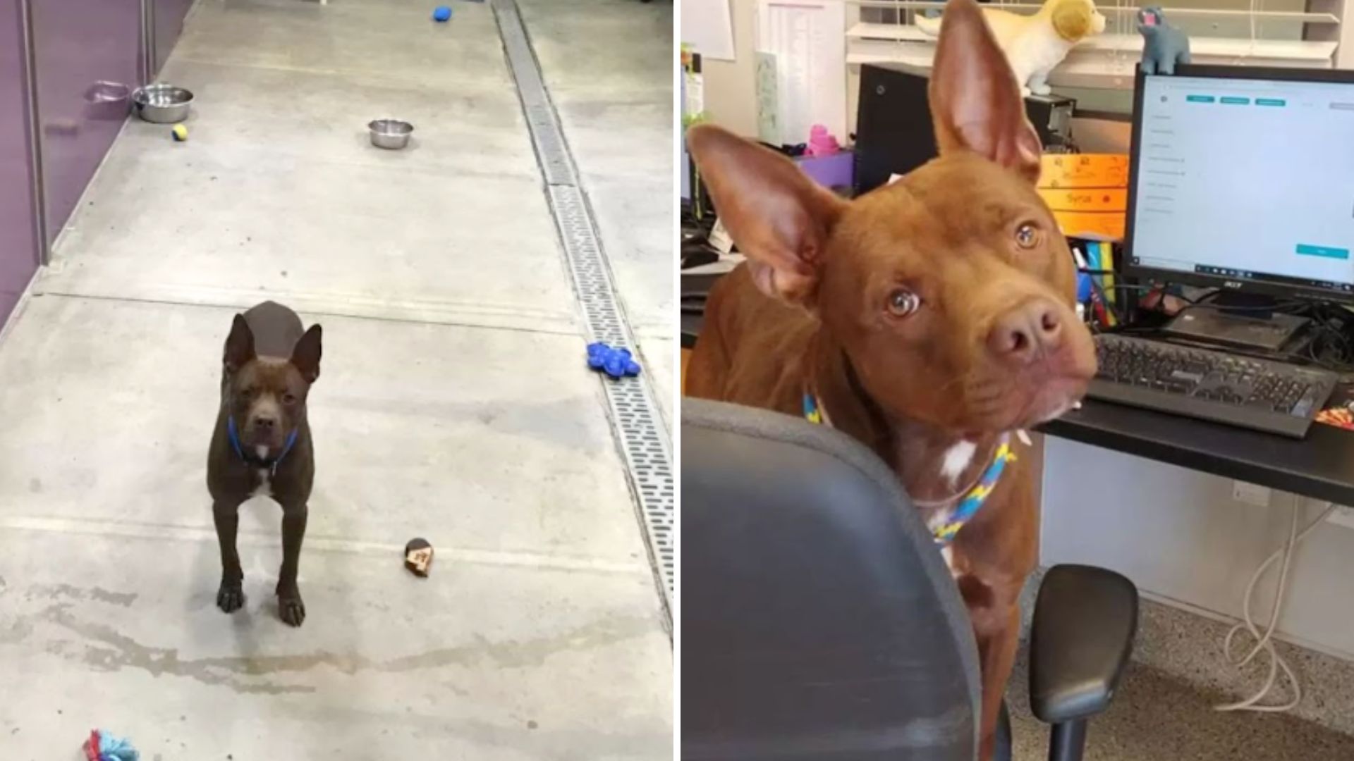 missouri shelter dog