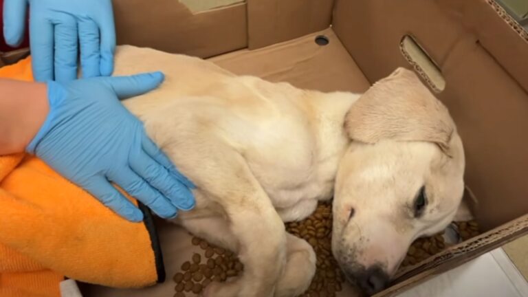 Missouri Woman Shocked To Find Ice-Cold Puppy Lying In A Box With Only Moments Left