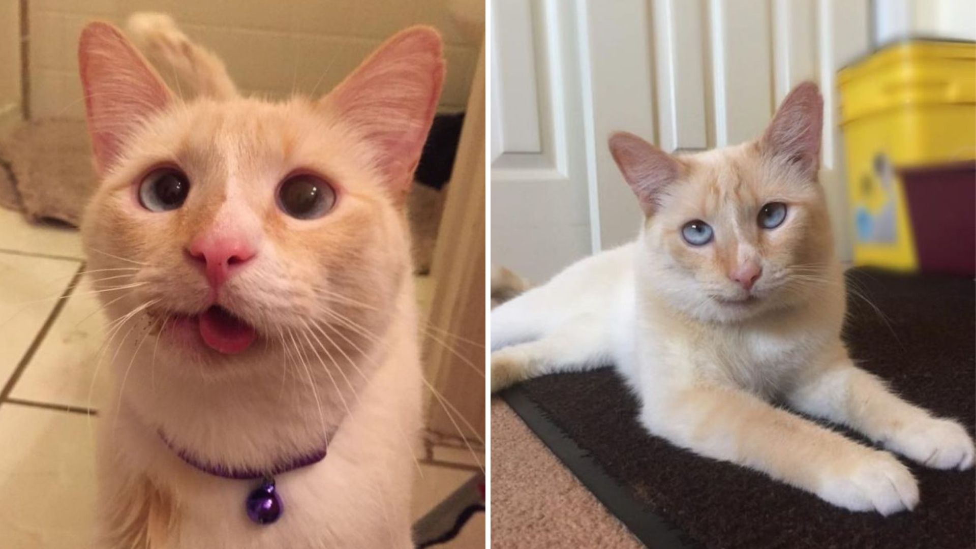 duchess the disabled cat gets saved from euthanasia