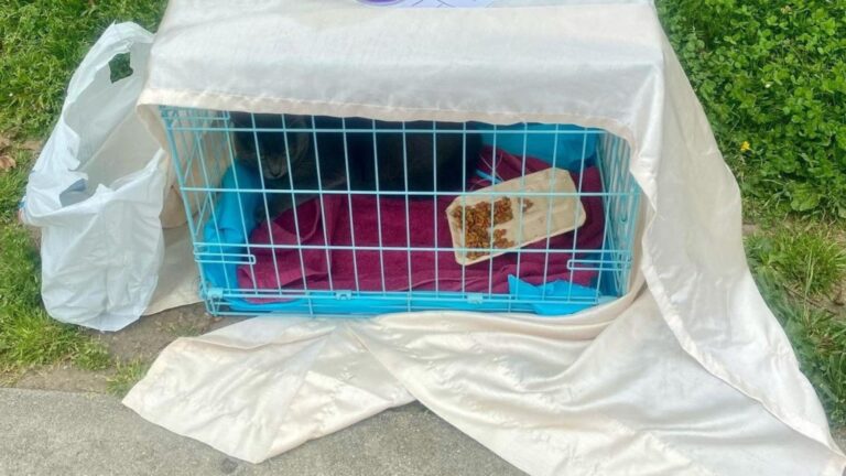 Mystery Cage In California Park