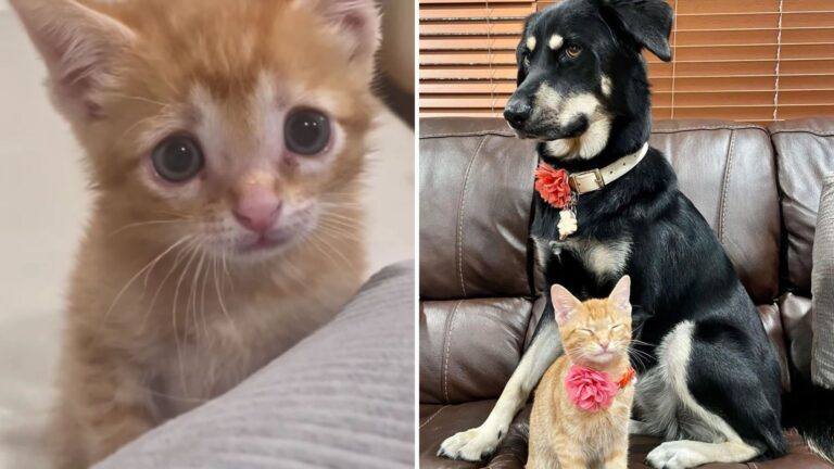 NC Woman Brings Home A Tiny Abandoned Kitten