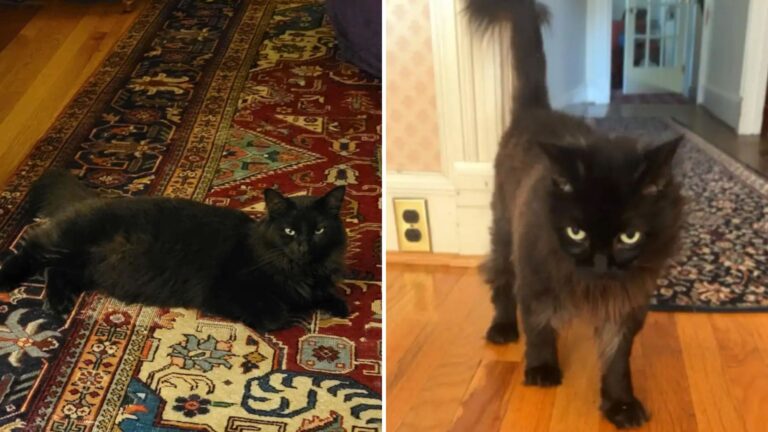 black cat in the house