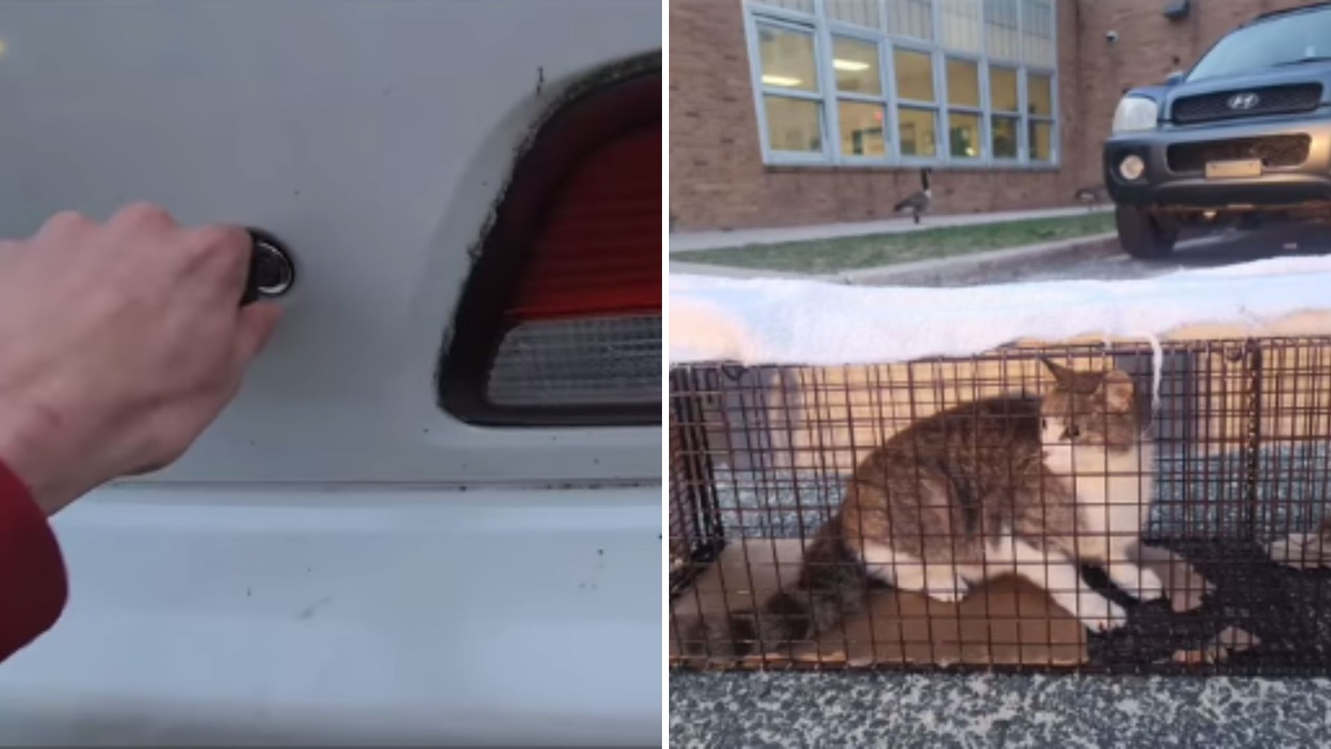 cat family rescued from a trunk