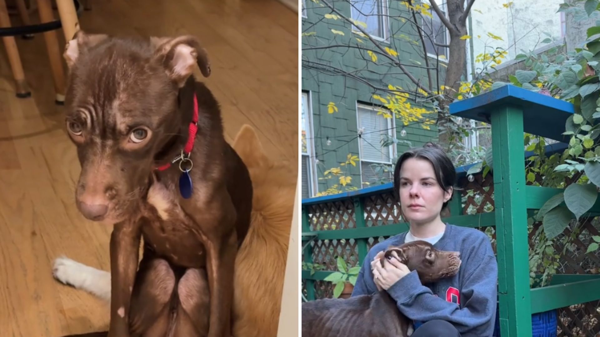 The girl helped the sick dog